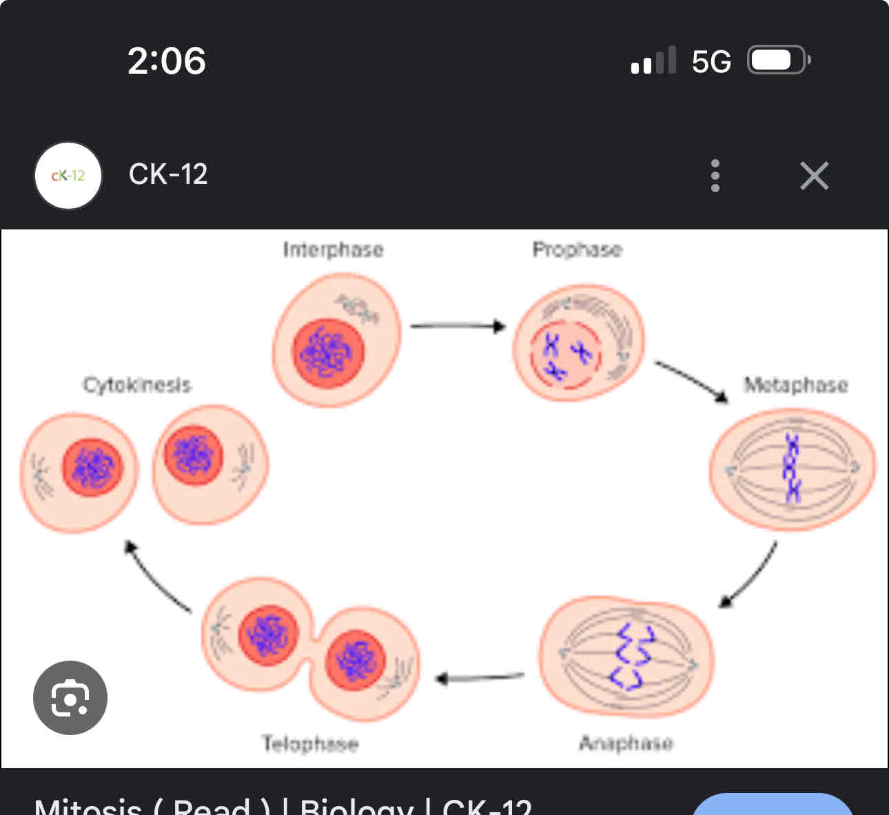 <p>Interphase G1- growth</p><p>Interphase G2- Reputation of DNA and growth</p><p>Prophase- Nuclear membrane dissolves nucleus dessolves, sister chromtids coil up and condense, spinal fibres form</p><p>Metaphase- sister chrometids lineup in the middle</p><p>Anaphase- sister chromotids pulled apart</p><p>Telophase- nucleuar membrane appear, cell divides into 2 new cells</p>