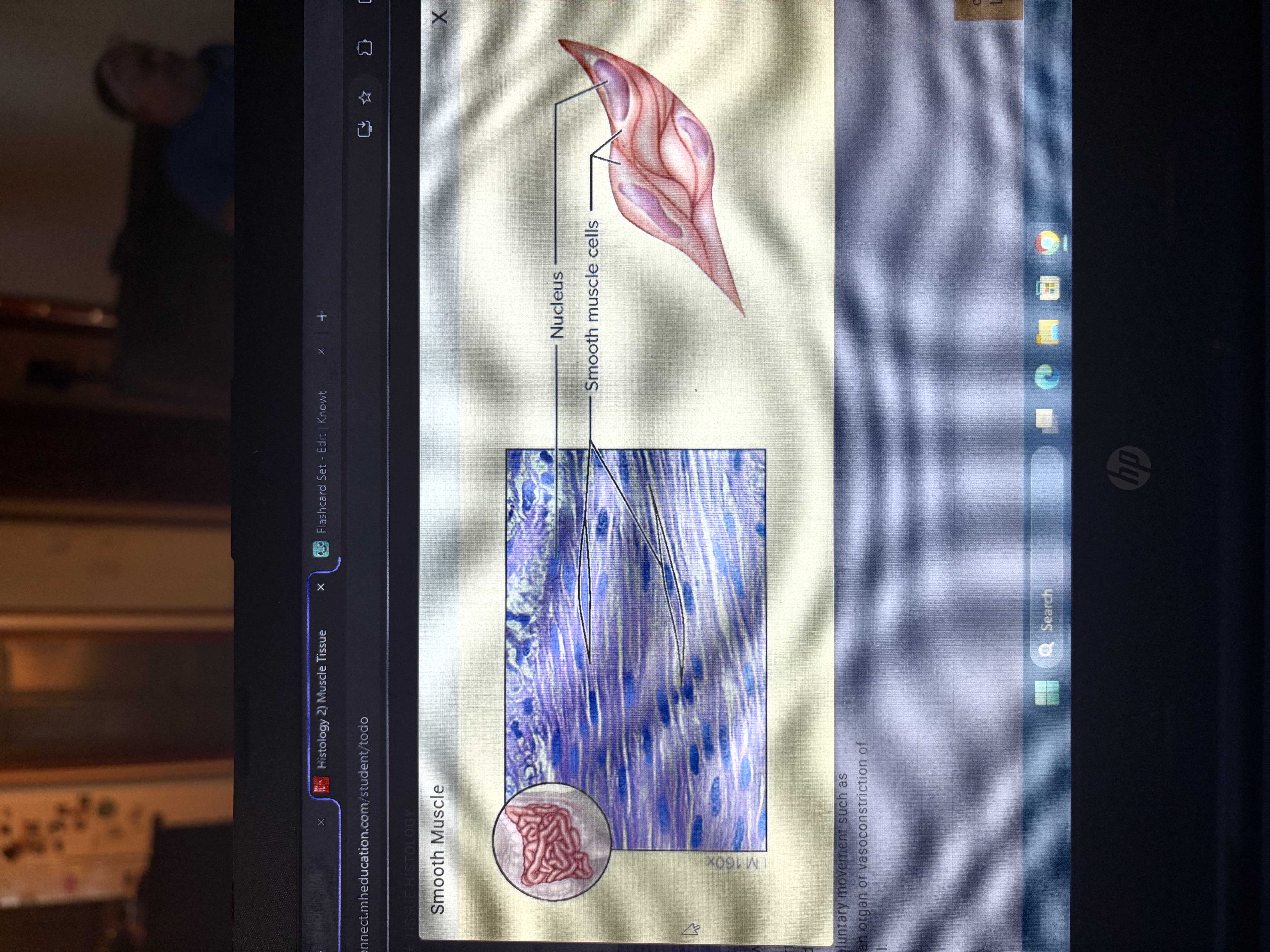 <p>Found in the walls of most visceral.</p><p>Cells are short with a fusiform shape, lack striations, and are uninucleate.</p><p>Function- Involuntary movement such as peristalsis or an organ of vasoconstriction of a blood vessel.</p>