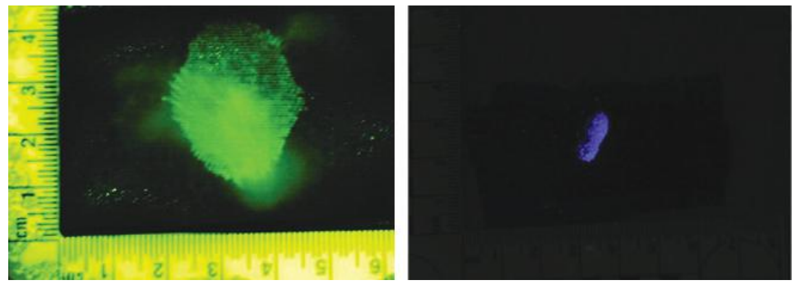 Detecting diluted bloodstains on black cotton fabric with fluorescin (left) and Bluestar (right).