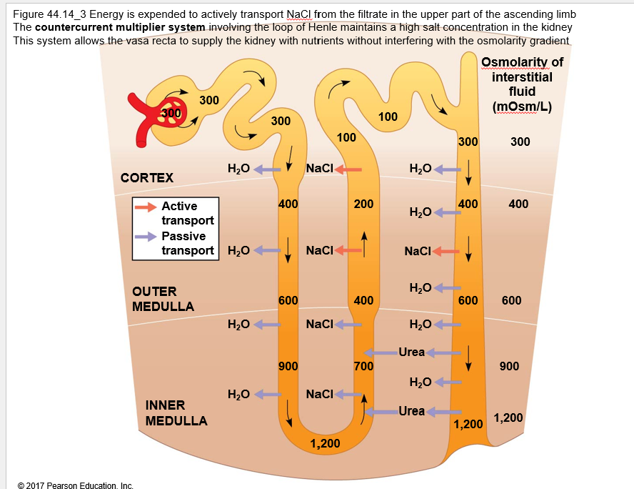 <p>Why is this system called a countercurrent multiplier?</p>