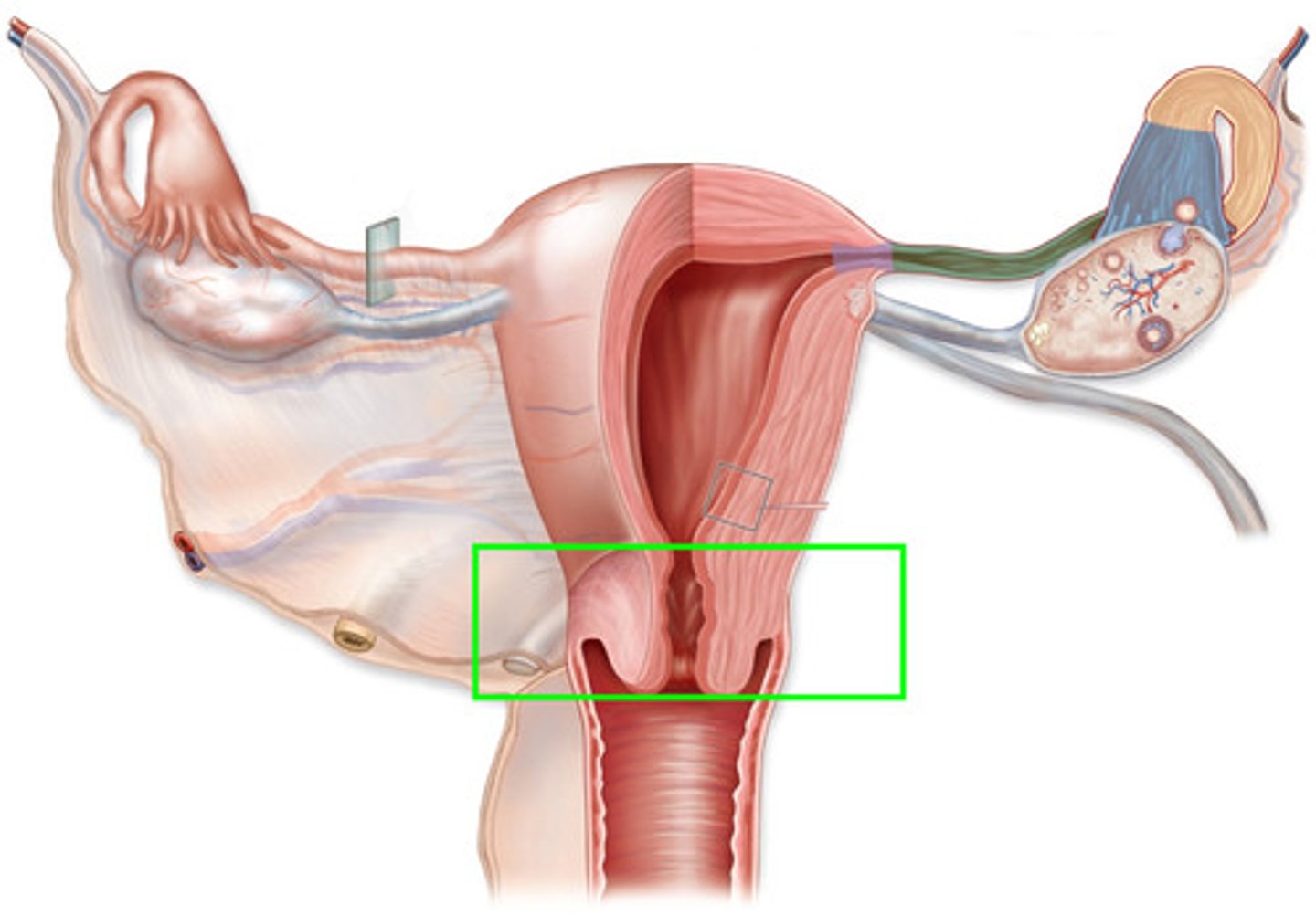 <p>Muscular band separating vagina from uterus</p><p>secrete reproductive hormones </p><p>(Holds fetus in place)</p>