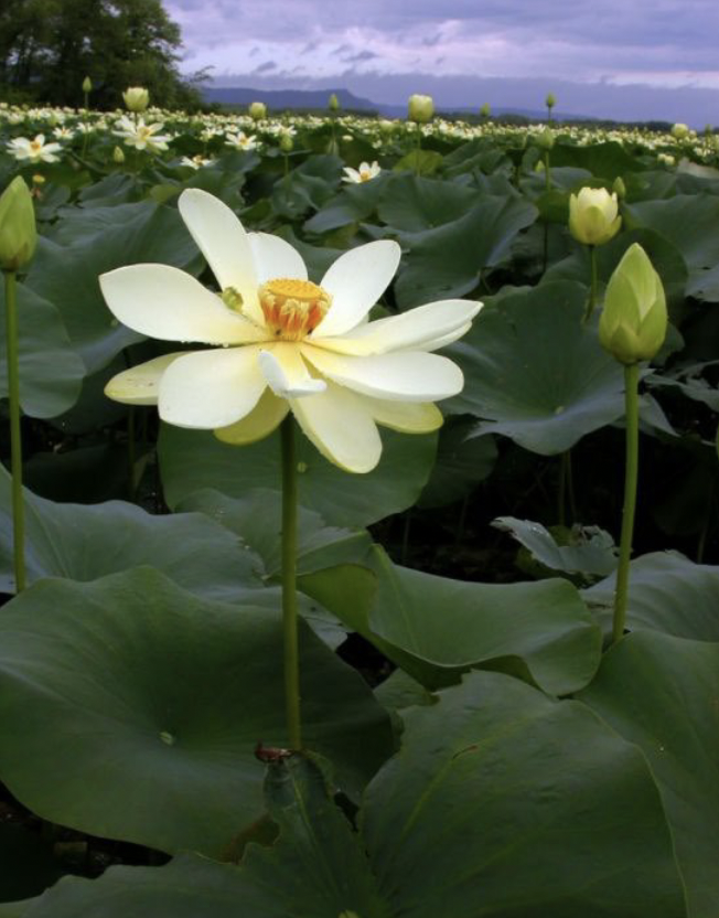 <p>3”-1’ july to august</p><p>full sun part sun / part shade</p><p>Aquatic plant with large floating leaves and creamy summer blossoms.</p>