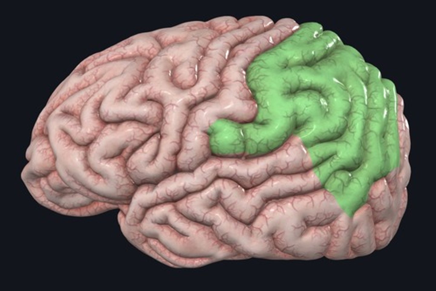 <p>Name the structure highlighted green.</p>