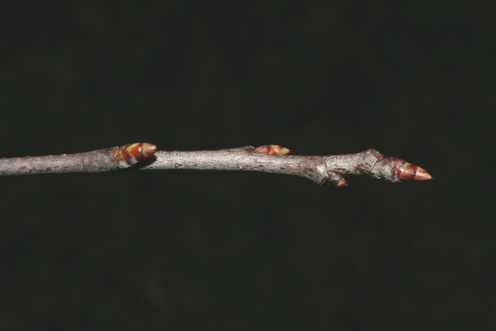 <ul><li><p>shade intolerant</p></li><li><p>alt branch</p></li><li><p>leaves: widest at center, shiny, orange hairs on underside center vein</p></li><li><p>twigs: brown, smell like cherry</p></li><li><p>buds: brown &amp; green, small</p></li><li><p>bark: looks like burnt potato chips</p></li><li><p>repro: purple / black cherries</p></li></ul>