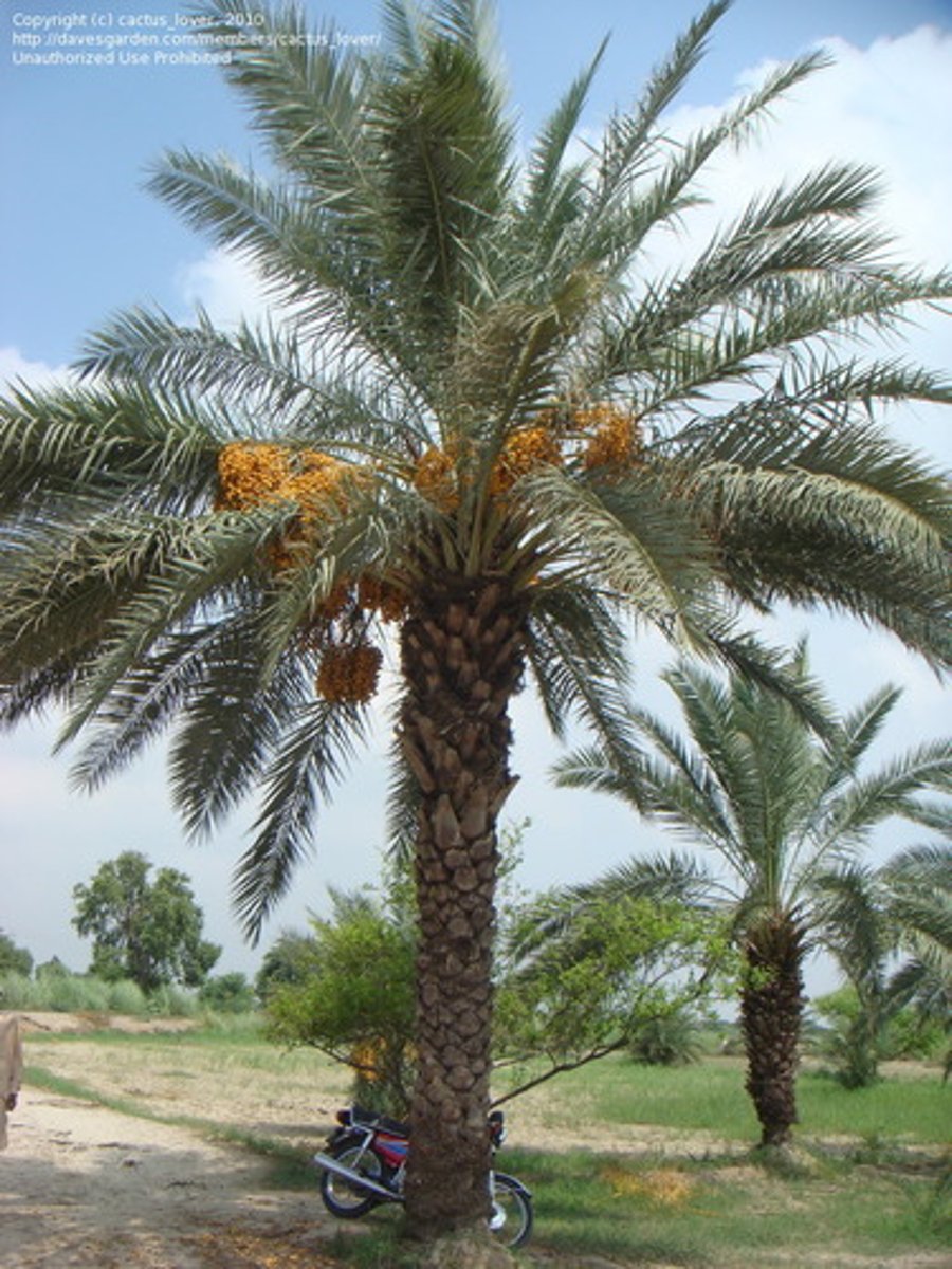 <p>Date Palm</p>