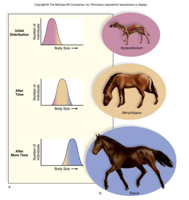 <p>Occurs when one extreme phenotype has a selective advantage over others so the allele frequency shifts over time in the direction of that phenotype </p>