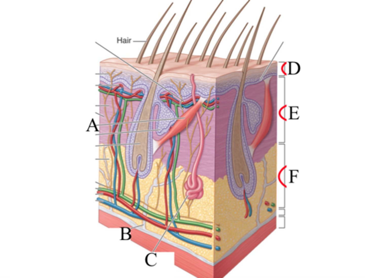 <p>figure B in picture</p><p>small fibrous bands</p><p>through SQ tissue to dermis to deep fascia</p>