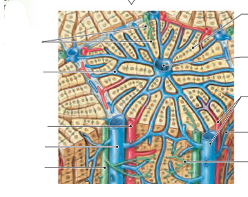 <p>name the structures</p>