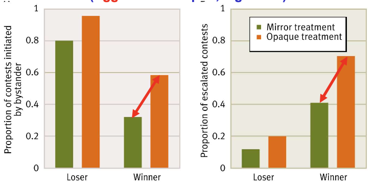 <p>-Methods: focal fish were either shown an aggressive interaction between a pair of fish through a 1-way mirror or the interaction occurred behind an opaque barrier</p><p>-Results: focals were less likely to initiate and escalate against winners in the 1-way mirror treatment compared to the opaque treatment</p>