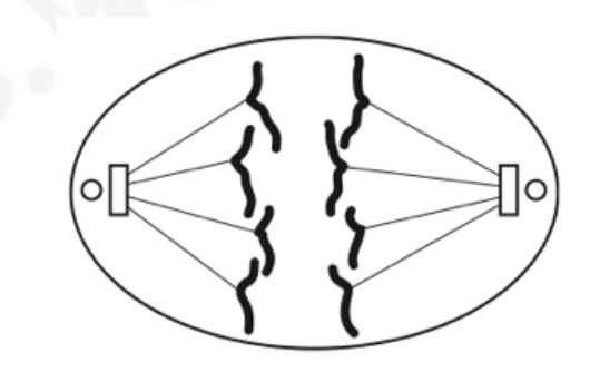 <p>Chromatids are pulled apart by the contraction of spindle fibres and move to opposite poles of the cell</p>