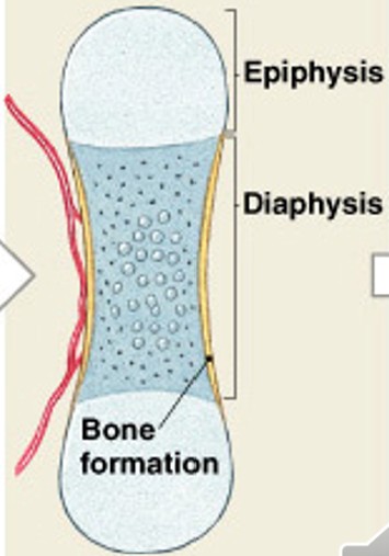 <p>Which step of endochondral ossification have:</p><ul><li><p><span style="color: yellow;"><strong>Blood vessels grow around the edges</strong></span> of the cartilage</p></li><li><p><span style="color: yellow;"><strong>Cells in the perichondrium change to osteoblasts</strong></span></p><ul><li><p>Producing a layer of superficial bone around the shaft which will continue to grow and become compact bone</p></li></ul></li></ul><p></p>
