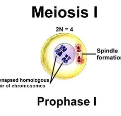 <p>DNA condenses into tetrads, spindle fibers begin forming, nuclear envelope begins dissolving </p>