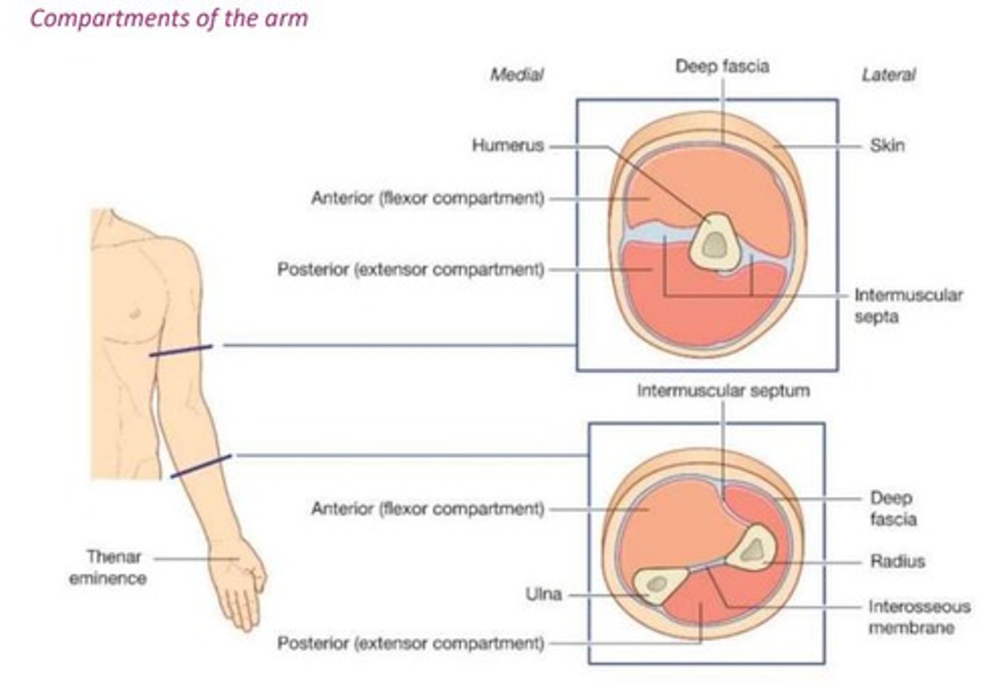 <p>Anterior: flexion of shoulder and elbow</p><p>Posterior: extension of shoulder and elbow</p>