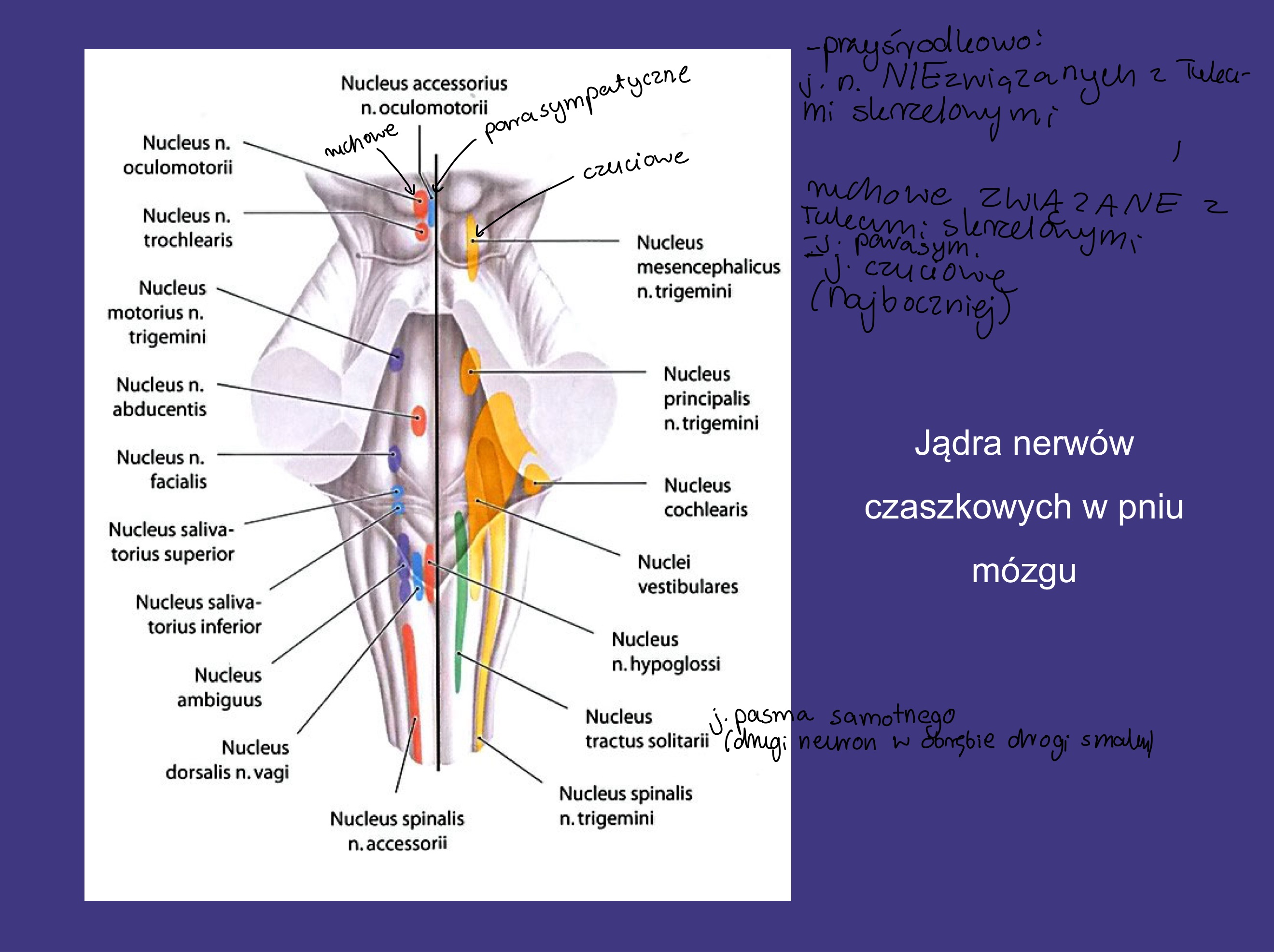 <ul><li><p>jądra nerwów niezwiązanych z łukami skrzelowymi</p></li><li><p>j. ruchowe nerwów związanych z łukami skrzelowymi</p></li><li><p>parasympatyczne</p></li><li><p>czuciowe</p></li></ul>