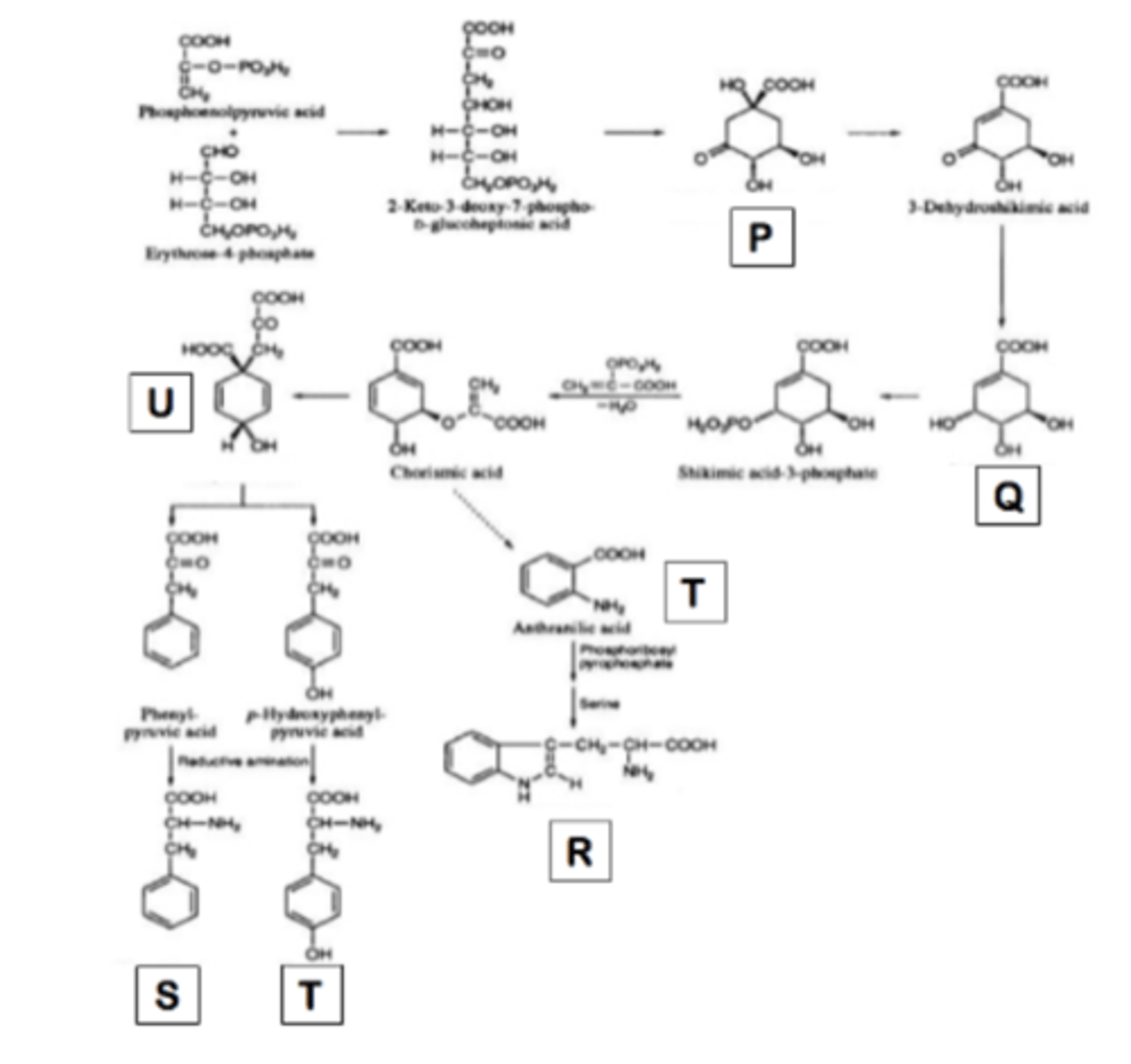 <p>Use the figure from the item 11 select the precursor of ergot alkaloid</p><p>a. Q</p><p>b. R</p><p>c. S</p><p>d. T</p>
