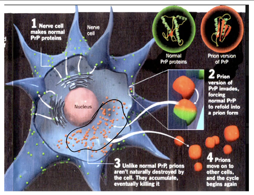 <ul><li><p><span style="font-family: &quot;ADLaM Display&quot;;"><span>Infectious proteins (no DNA/RNA)</span></span></p><ul><li><p><span style="font-family: &quot;ADLaM Display&quot;;"><span>No nucleic acid components</span></span></p></li></ul></li></ul><p>&nbsp;</p><ul><li><p><span style="font-family: &quot;ADLaM Display&quot;;"><span>Cause degenerative brain diseases in animals and humans</span></span></p></li></ul><p>&nbsp;</p><ul><li><p><span style="font-family: &quot;ADLaM Display&quot;;"><span>Spread through infected food</span></span></p><ul><li><p><span style="font-family: &quot;ADLaM Display&quot;;"><span>Like contaminated meat</span></span></p></li></ul></li></ul><p>&nbsp;</p><ul><li><p><span style="font-family: &quot;ADLaM Display&quot;;"><span>Extremely resistant to heat, chemicals, and radiation</span></span></p></li></ul><p>&nbsp;</p>