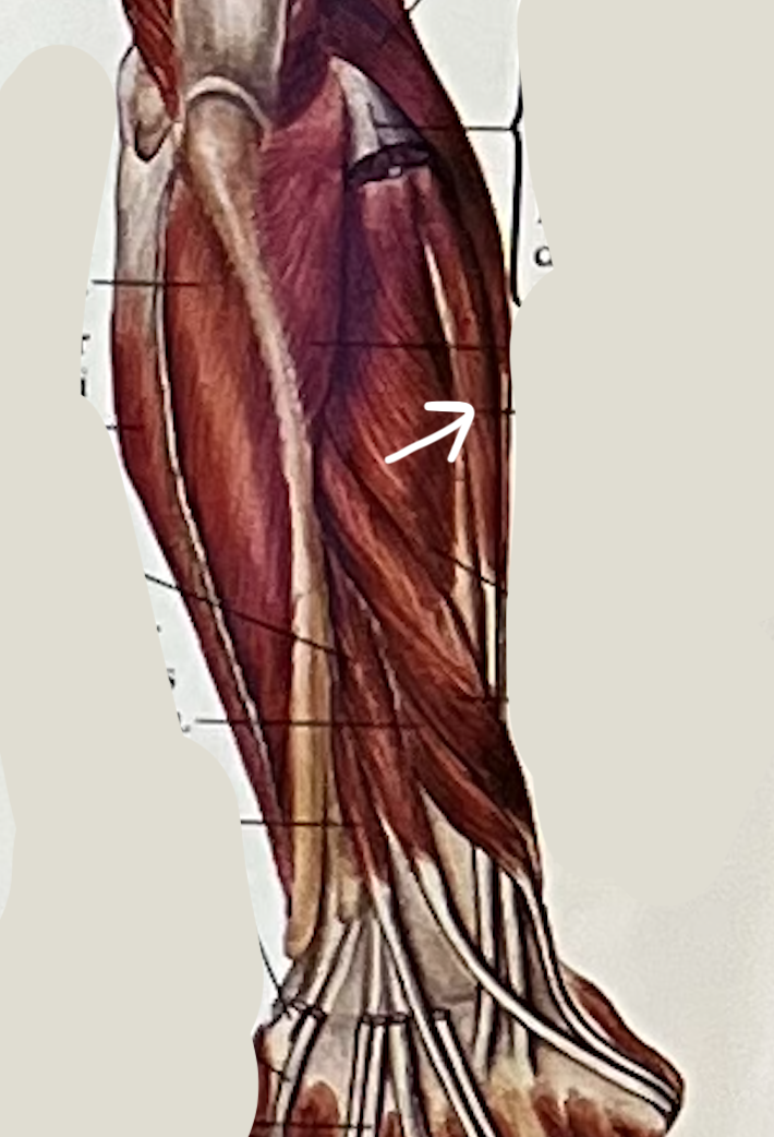what muscle