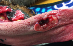 <p><span>Tongue Disorders</span></p>