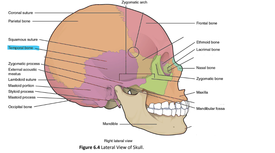 <p>temporal bone</p>