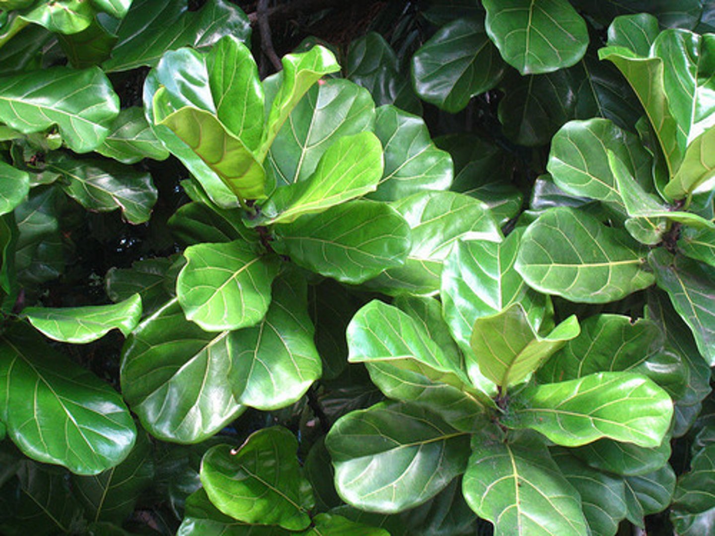 <p>Broadleaf evergreen</p><p>Mature Size 50 ft. tall (outdoors), 10 ft. tall (indoors)</p><p>It has large, broad, lyre-shaped, green leaves that can measure up to 18 inches long. This plant rarely flowers or fruits when grown as a houseplant. The stems have a milky sap that can irritate the skin</p>