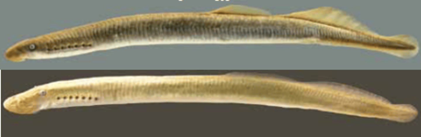 <p>Lamprey</p>