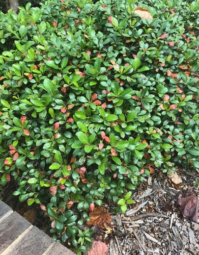 ROSACEAE (rose family)
-evergreen small shrub
-simple alternate arr. 
-semi-serrate to undulate margins
-abaxial (underside of the leaf) reticulate veination 
-sympodial growth "chandelier" (terminal end on branch that splits)
-focuses lack of nutrients to one single leaf