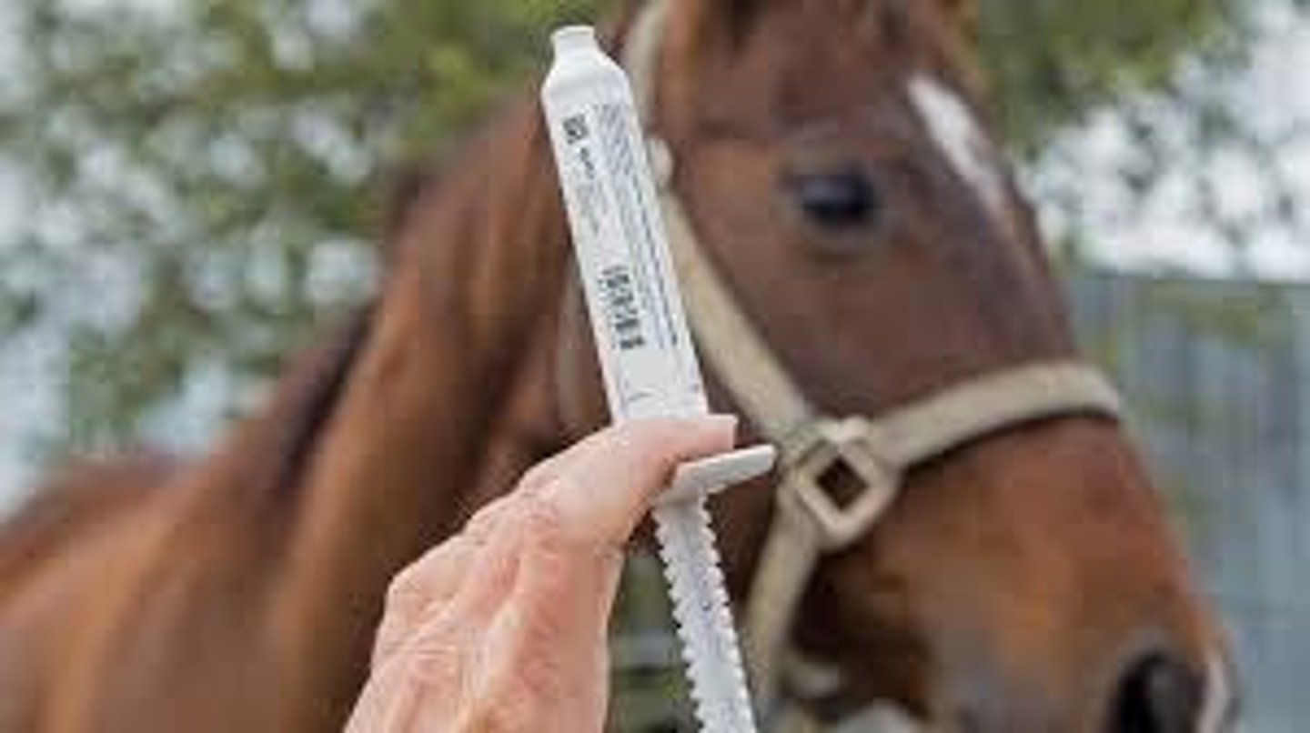 <p>Protected against the most infectious diseases for up to 6 months, so long as the foal consumed the antibody-rich mother's milk.</p>