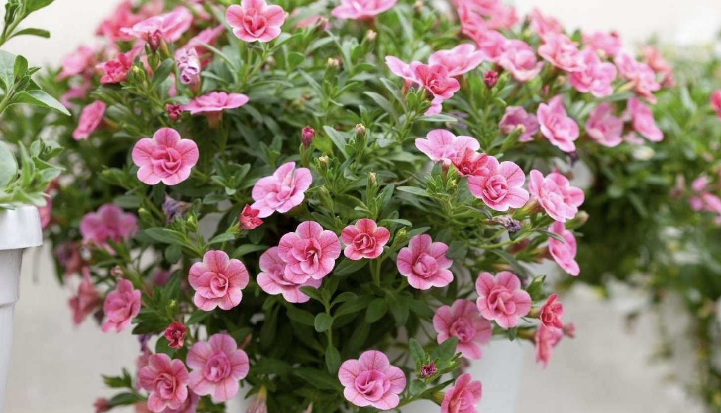 Flower 178