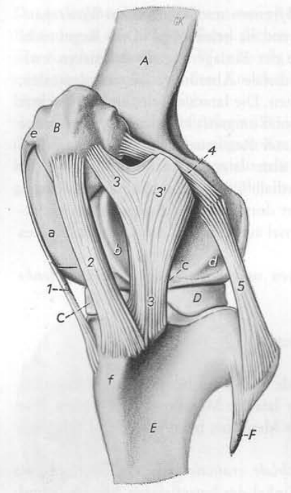 <p>Nomme les différents ligaments (Rd) Craniolateral</p>
