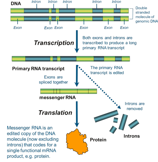 Portions of the coding segment that do not actually code for protein, are removed, known as introns