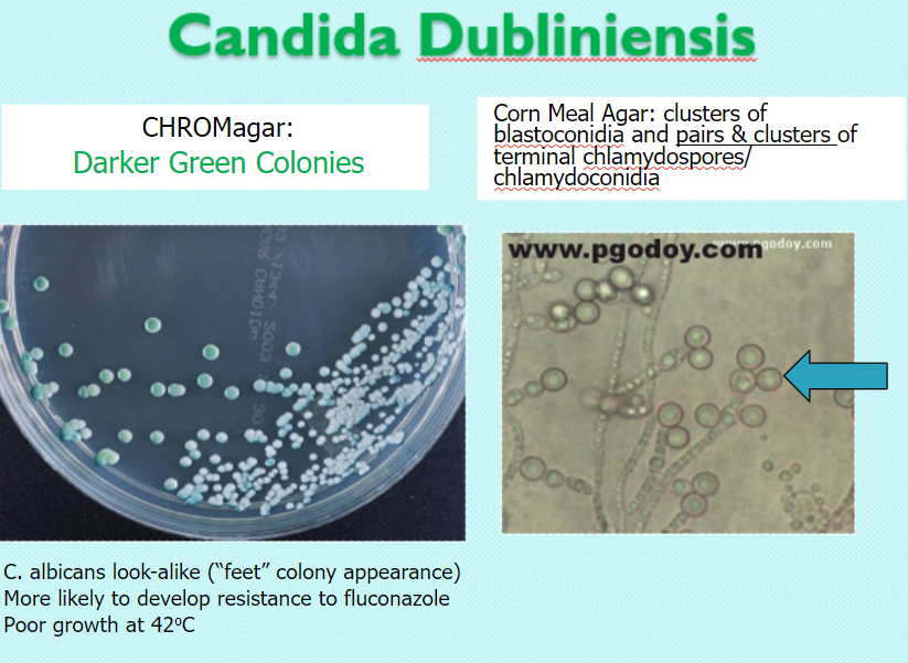 <p>chrom: darker green </p><p>CMA: clusters of blastoconidia &amp; pairs/clusters of terminal chlamydospores</p>