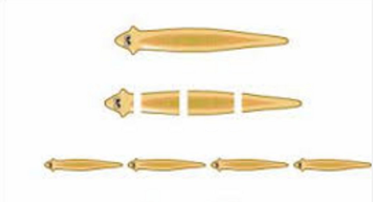 <p>A form of asexual reproduction whereby a single parent breaks into parts that regenerate into whole new individuals.</p>