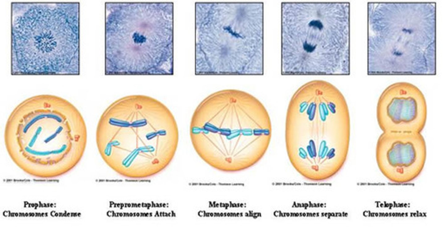 <p>division of the nucleus</p>