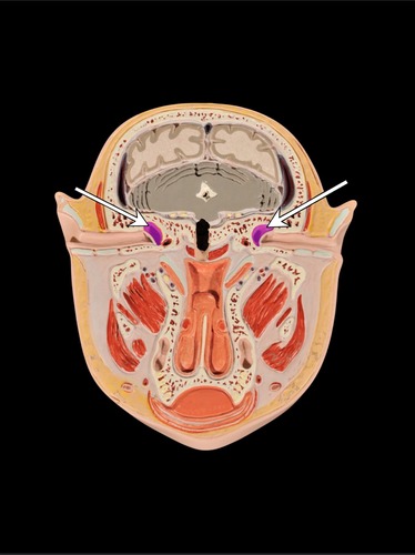 <p>(p.) middle ear</p>