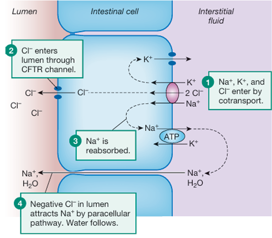 <ol><li><p>Na+, K+ and Cl- enter the cell by co-transport</p></li><li><p>Na+ is reabsorbed (K+ is also reabsorbed)</p></li><li><p>Cl- enters the lumen through CFTR channel</p></li><li><p>negative Cl- in the lumen attracts Na+ by paracellular pathway, and water follows</p></li></ol><p></p>