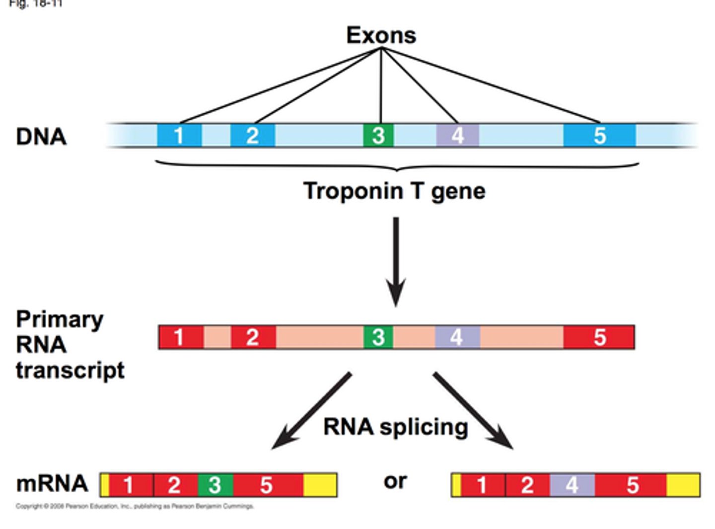 <p>allows a single gene to encode multiple proteins; can piece together different exons that result in different proteins being made; allows cells to increase coding capacity without increasing amount of DNA (viruses do this best!)</p>