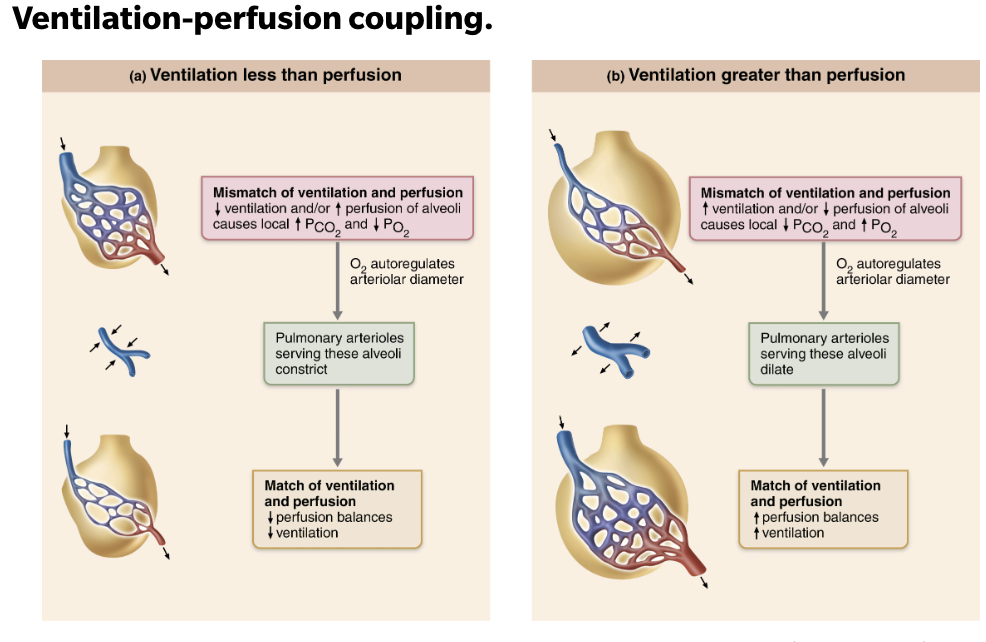 <p><strong><em>Changes in local alveolar P<sub>O2</sub> cause changes in diameters o</em></strong><span style="color: purple;"><strong><em><mark data-color="purple" style="background-color: purple; color: inherit;"><span>f local arterioles </span></mark></em></strong></span></p><ol><li><p><span style="color: red;"><strong><span>If P</span><sub><span>O2</span></sub><span> is low </span></strong></span>(from poor ventilation) →<mark data-color="green" style="background-color: green; color: inherit;"> arterioles </mark><strong><em><u><mark data-color="green" style="background-color: green; color: inherit;">constrict</mark></u></em></strong><mark data-color="green" style="background-color: green; color: inherit;"> to </mark><span style="color: red;"><strong><mark data-color="green" style="background-color: green; color: inherit;"><span>decrease </span></mark></strong></span><span style="color: purple;"><strong><mark data-color="green" style="background-color: green; color: inherit;"><span>perfusion</span></mark></strong></span><span style="color: red;"><strong><mark data-color="green" style="background-color: green; color: inherit;"><span> </span></mark></strong></span></p><ul><li><p><strong>Directs blood to go to well ventilated alveoli </strong>→ where O2 is high (and CO2 is low), so blood can pick up more oxygen (and remove more CO2) </p></li></ul></li><li><p><span style="color: green;"><strong><span>If P</span><sub><span>O2 </span></sub><span>is high</span></strong></span> (from good ventilation) →<mark data-color="green" style="background-color: green; color: inherit;"> arterioles </mark><strong><em><u><mark data-color="green" style="background-color: green; color: inherit;">dilates</mark></u></em></strong><mark data-color="green" style="background-color: green; color: inherit;"> to</mark><span style="color: green;"><mark data-color="green" style="background-color: green; color: inherit;"><span> </span></mark><strong><mark data-color="green" style="background-color: green; color: inherit;"><span>increase </span></mark></strong></span><span style="color: purple;"><strong><mark data-color="green" style="background-color: green; color: inherit;"><span>perfusion</span></mark></strong></span><span style="color: green;"><strong><mark data-color="green" style="background-color: green; color: inherit;"><span> </span></mark></strong></span></p></li></ol><p><strong>Opposite mechanism, seen in systemic arterioles that dilate when oxygen is low and constrict with high </strong></p><p></p>