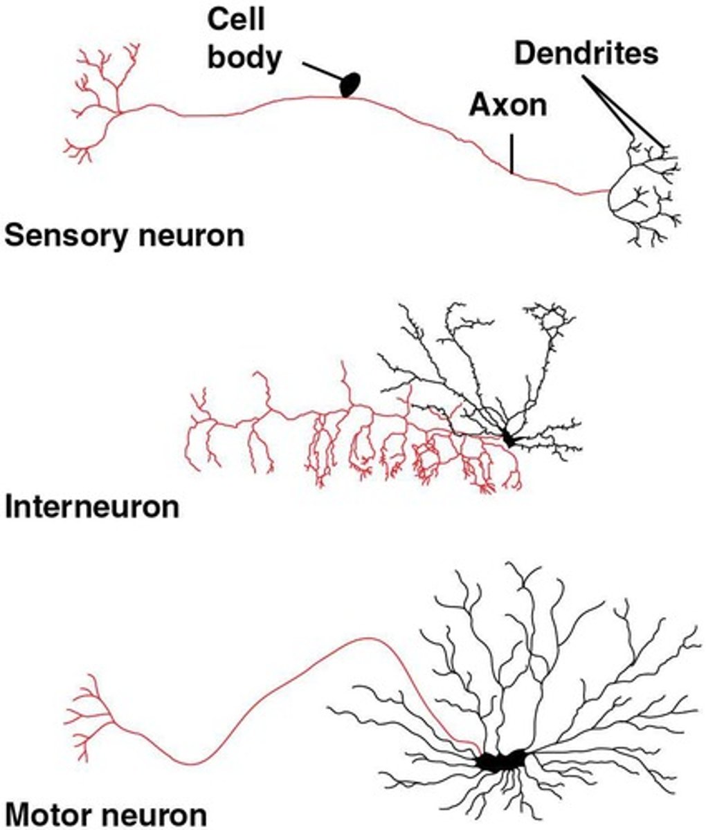 <p>Sensory neurons, interneurons, and motor neurons.</p>