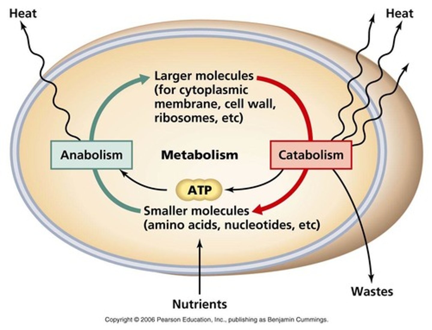 <p>Metabolic processes where anabolism builds up molecules for energy storage, and catabolism breaks down molecules for energy release.</p>