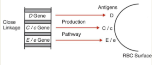 <ul><li><p>Fisher and Race proposed that the Rh locus contains three distinct genes that control production of their respective antigens</p><ul><li><p>Each gene was responsible for producing a product (or antigen) on the RBC surface</p></li></ul></li><li><p>Genes and gene product defined by same letters and order is DCE</p></li><li><p>Nomenclature</p><ul><li><p>More widely adopted than Wiener nomenclature</p></li><li><p>Used to interpret serological workups</p></li><li><p>Eight possible combinations possible</p><ul><li><p>Dce, DCe, DcE, DCE, dce, dCe, dcE, dCE</p></li></ul></li></ul></li></ul><p></p>