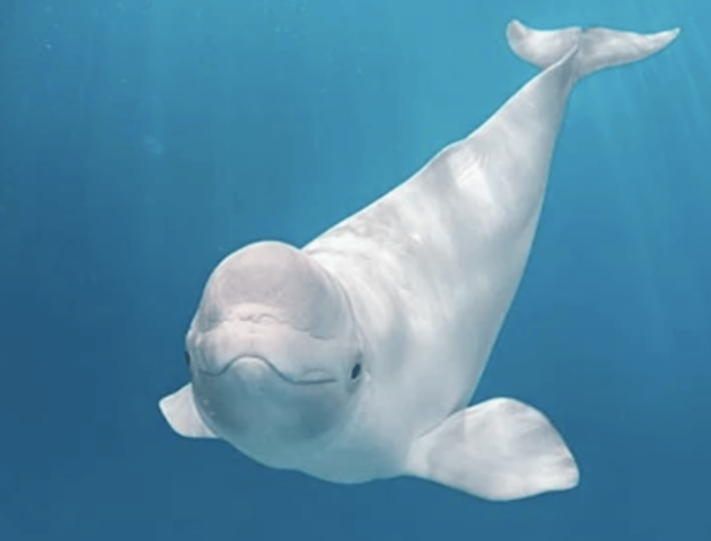 <p>Family, Subclade, Clade, Infraclass, Subclass</p><p>-short snout</p><p>-no dorsal fin</p>