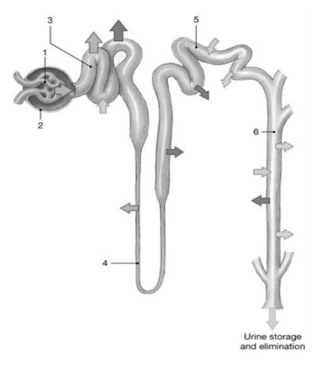 <p>Regulation of blood glucose level.</p>