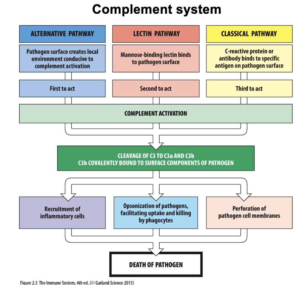 <ul><li><p><strong><u>Main idea:</u></strong> Complement system are proteins normally produced in the liver, and increased production during injury → liver sends to blood so entire body soaked with complement protein</p><ul><li><p>Part of humoral innate immunity</p></li></ul></li><li><p>Once activated, 2 main jobs:</p><ul><li><p>Remove pathogen</p></li><li><p>Induce inflammation</p></li></ul></li></ul><p></p><ul><li><p><strong>Alternative pathway</strong>: triggered by pathogen surface (first)</p></li><li><p><strong>Lectin pathway</strong>: mannose-binding lectin binds pathogen (second)</p></li><li><p><strong>Classical pathway</strong>: antibody or C-reactive protein binds antigen (third)</p></li><li><p>All → <strong>C3 cleavage</strong> → C3a, C3b</p></li><li><p>Results:</p><ol><li><p>Recruit inflammatory cells</p></li><li><p>Opsonization → phagocytosis</p></li><li><p>Pathogen membrane perforation</p></li></ol></li><li><p><strong>Outcome: pathogen death</strong></p></li></ul><p></p>