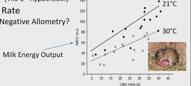 <ul><li><p>MR increase after birth because of intensity of milk production</p></li><li><p>In study measure, milk energy output (how much energy leaves mice in milk → exported organic matter)</p></li><li><p>As literature mass increases, milk energy output increases</p><ul><li><p>More pups to feed, more milk you need</p></li></ul></li><li><p>Kept moms at 2 temps</p><ul><li><p>21ºc or 30ºC</p></li></ul></li><li><p>At 30ºC, same litter mass, reduce milk energy output</p></li><li><p>When its hot outside they can’t dissipate heat from body easily, can’t ramp up MR to make all milk, they slow metabolism down</p></li><li><p>If they tried to make as much milk at 30ºC that they do at 21ºC they can’t get rid of milk effectively, temp will keep getting hotter and hotter, they’d kill themselves by heating themselves from inside out</p></li><li><p>Therefore max MR increases if you have better ability to dissipate heat from body</p></li></ul><p></p>