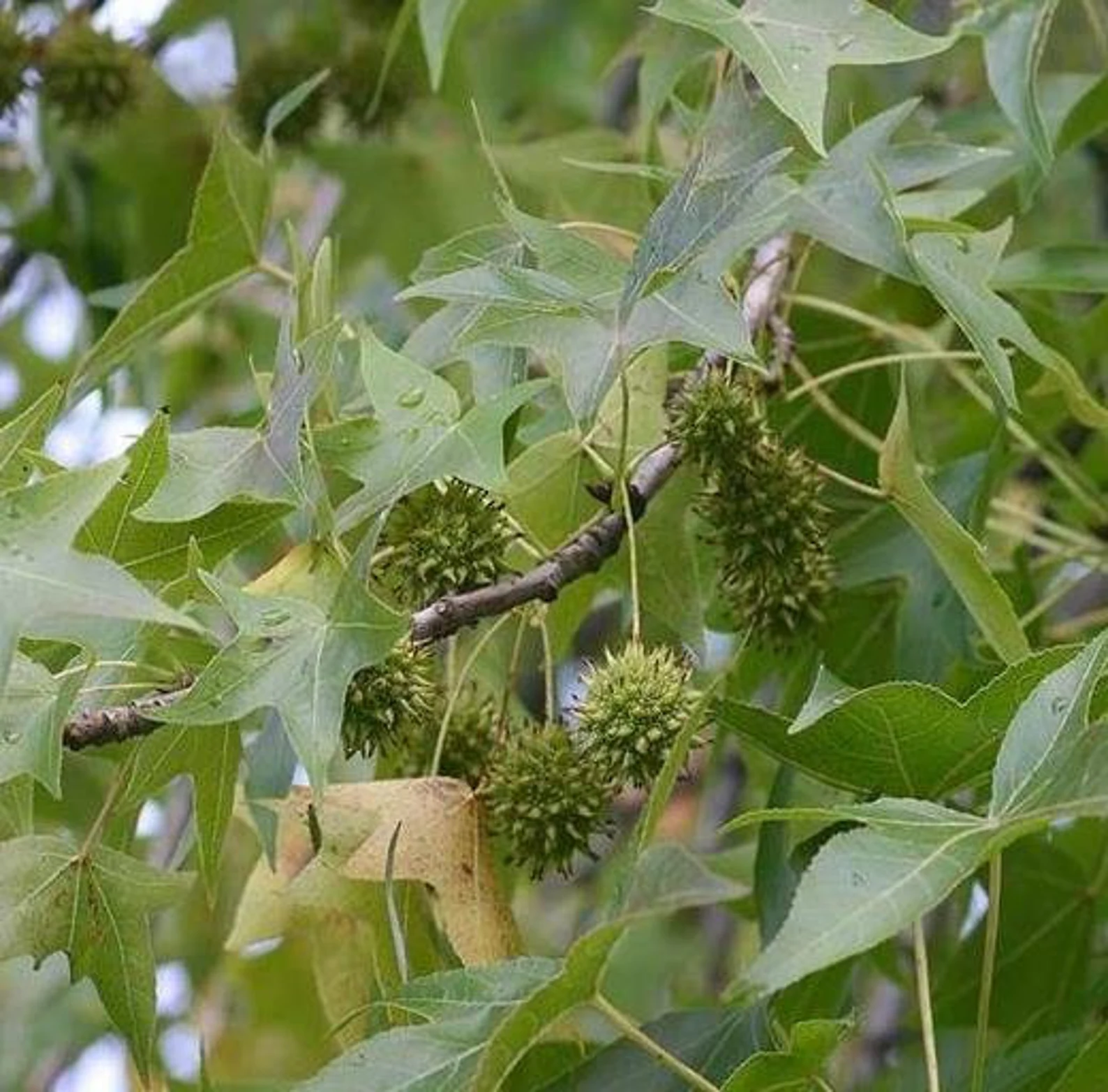 Sweetgum