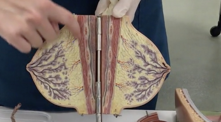 <p>Description: Muscle deep to the pectoral fat pad</p><p>Relationship: Adducts and medially rotates the arm</p>