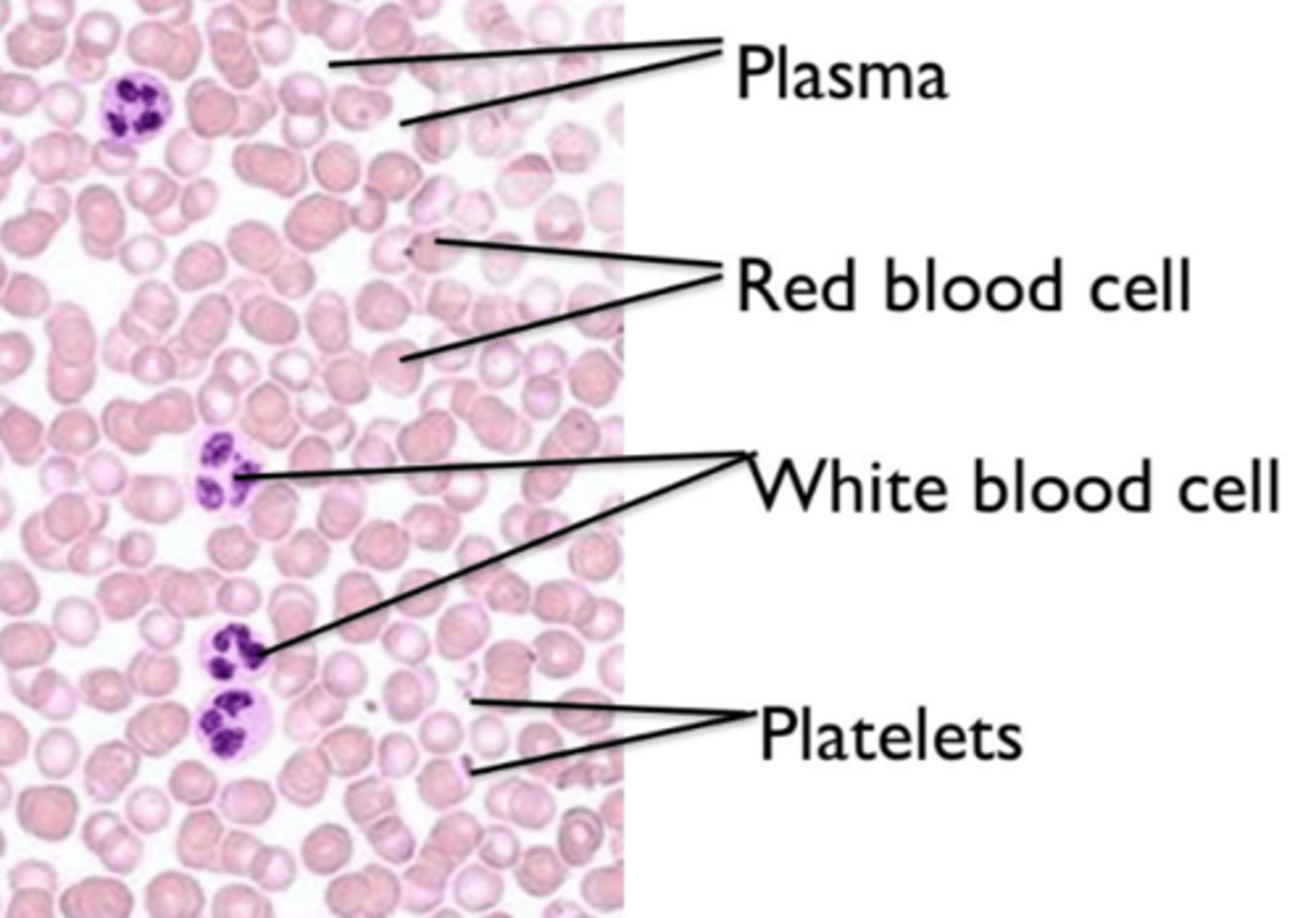 <p>RBC: (erythrocyte)</p><p>- Biconcave shape, no nucleus, contain hemoglobin.</p><p>- smaller in size</p><p>- RBC function is to transport oxygen around body</p><p>- produced in red bone marrow of short bone (ex: ribs)</p><p>WBC: (leukocyte)</p><p>- Irregular shape, has nucleus, no hemoglobin</p><p>- larger in size</p><p>- WBC function is to protect body against diseases.</p><p>- produced in the white bone marrow of long bone (ex: legs)</p>