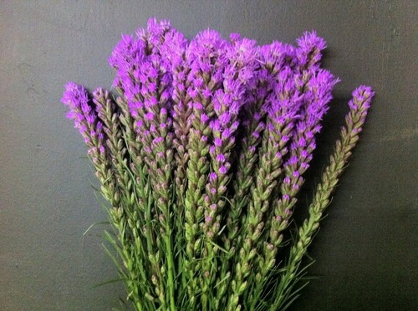 <p>Liatris; Line</p>