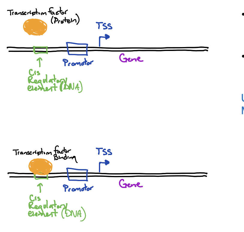 <p>proteins (trans factors) that bind to specific sites (cis elements) on the DNA</p>