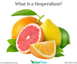 <p><span style="background-color: transparent;"><span>modified berry with a leathery pericarp</span></span></p>